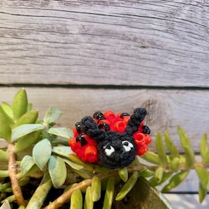 May include: A small, crocheted ladybug with red and black beads. The ladybug is sitting on a green succulent plant.