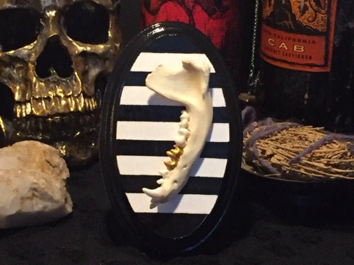 Real Raccoon jaw bone with gold tooth on black and white | Etsy