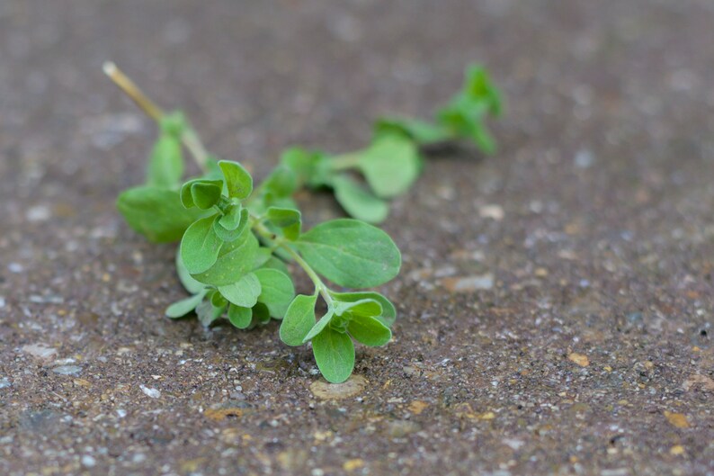 10 Seeds Heirloom Sweet Marjoram Seeds Open-Pollinated Non-GMO Seeds for the Home Herb Garden