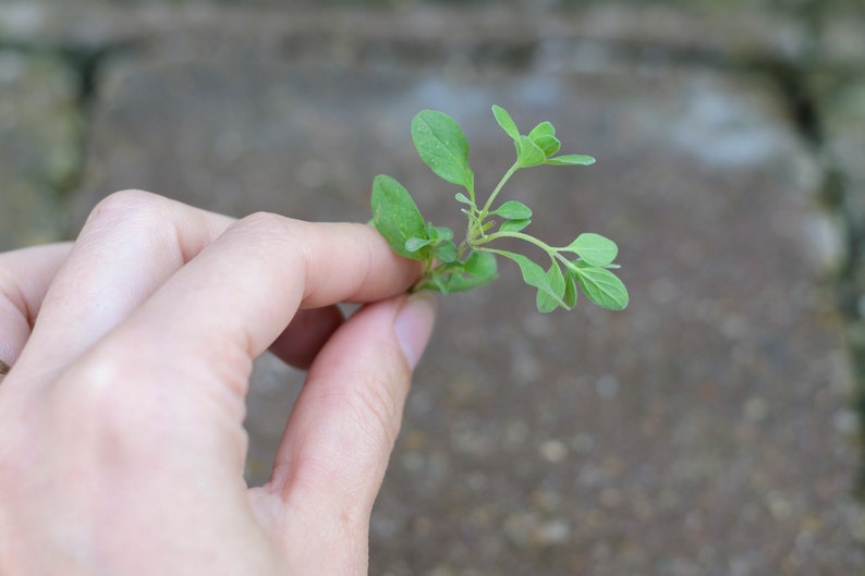 10 Seeds Heirloom Sweet Marjoram Seeds Open-Pollinated Non-GMO Seeds for the Home Herb Garden