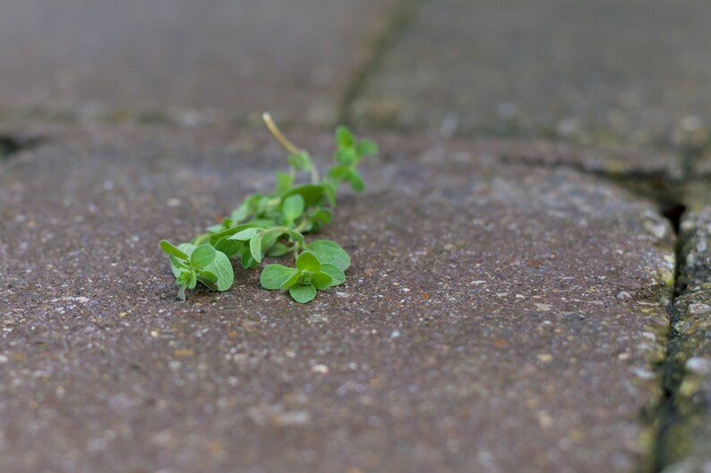 10 Seeds Heirloom Sweet Marjoram Seeds Open-Pollinated Non-GMO Seeds for the Home Herb Garden