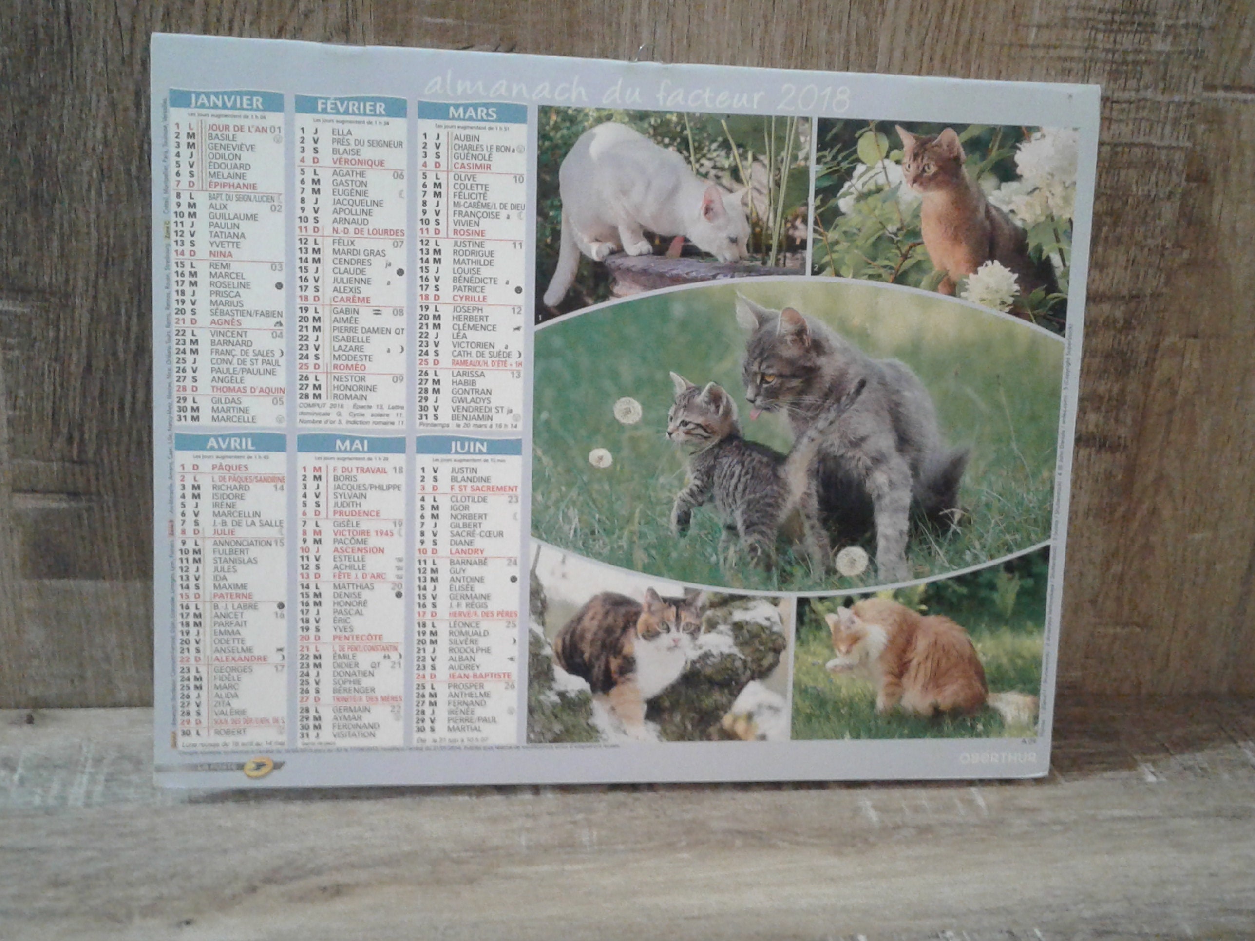 Calendrier de Collection Chats Gris