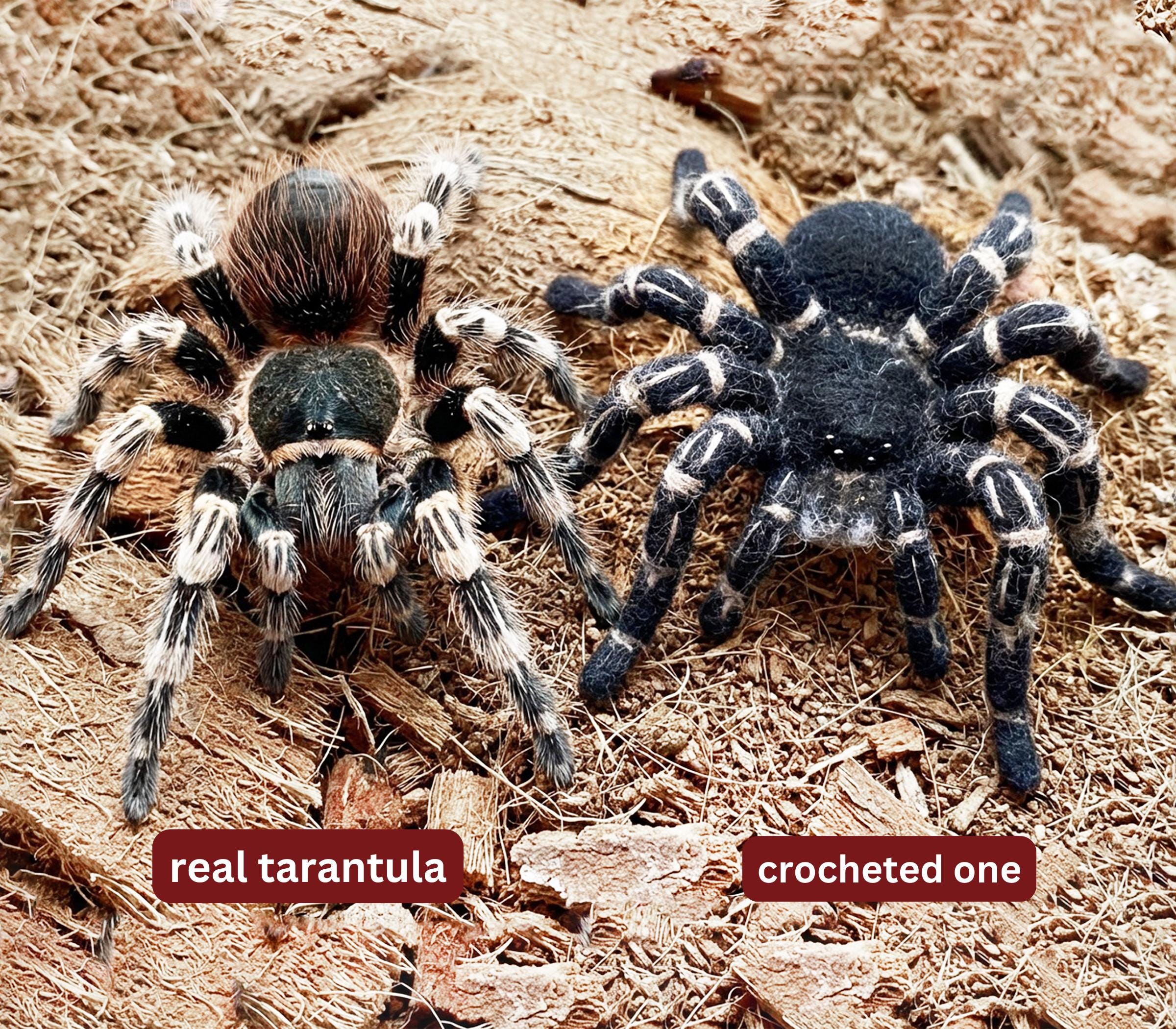 Amigurumi Costa Rican Zebraknee Tarantula. Crocheted Bird Eating