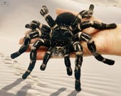 洋楽 Tarantula 洋楽 Tarantula Tliltocatl vagans - Mexican Redrump Tarantula