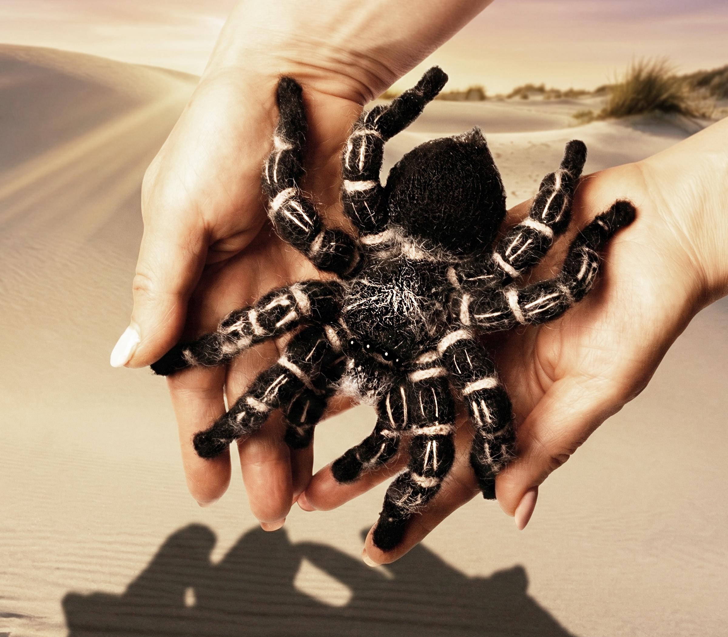 Crochet Pattern – Zebraknee Tarantula Tarantula | Realistic