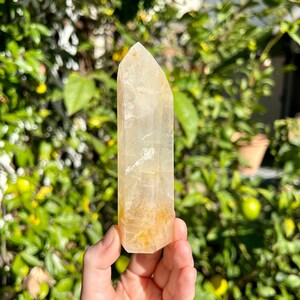 Puede incluir: Una punta de cristal de cuarzo transparente con un tono amarillo dorado. El cristal mide aproximadamente 10 cm de alto y tiene una punta puntiaguda. El cristal se sostiene en una mano contra un fondo borroso de follaje verde.