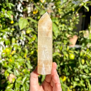 Puede incluir: Una punta de cristal de calcita de color amarillo claro con un acabado liso y pulido. El cristal se sostiene en una mano contra un fondo borroso de follaje verde.