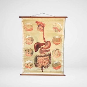 Vintage Wall Chart Digestive System // 60s // Original Wall Hanging Chart Stomach Intestines // Pull Down // Medical Poster