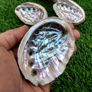 Cuenco para difuminar / Cuenco para salvia de concha de abulón / Plato para difuminar / Cuenco para ofrendas / Cuenco para ofrendas / Cuenco para altar / Suministros para el altar / Sin pulir.