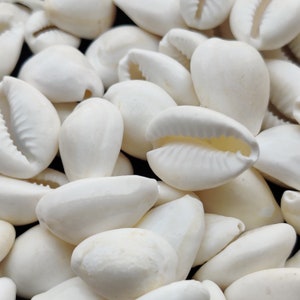 Natuurlijke helende witte kaurischelp, zeeschelp voor sieraden die gebruik maken van schelp, gepolijste kaurischelp, witte zeeschelp, groothandel veel.
