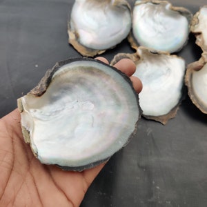 Natuurlijke regenboogkleur grote Tennessee River Blister Pearl Shell, Rainbow Abalone schelp, River Sea Shell, Healing Pearl Shell.