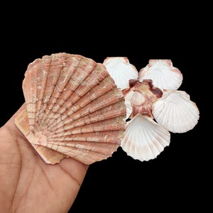 Zeldzame natuurlijke rivier Conch Sea Shell, natuurlijke decor schelpen huisdecoratie, natuurlijke conch grote mantel shell aquarium aquarium decoratief