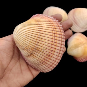 Hermosa concha de mar Plagiocardium de berberecho de corazón para decoración y regalo y decoración, concha de río, artículo de concha de coleccionista de Choice.