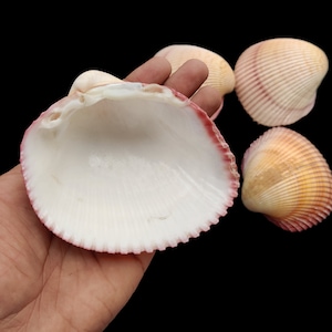 Mooie hartkokkel Plagiocardschelp zeeschelp voor decor en cadeau en decoratie, rivierschelp, Choice's Collector Shell Item.