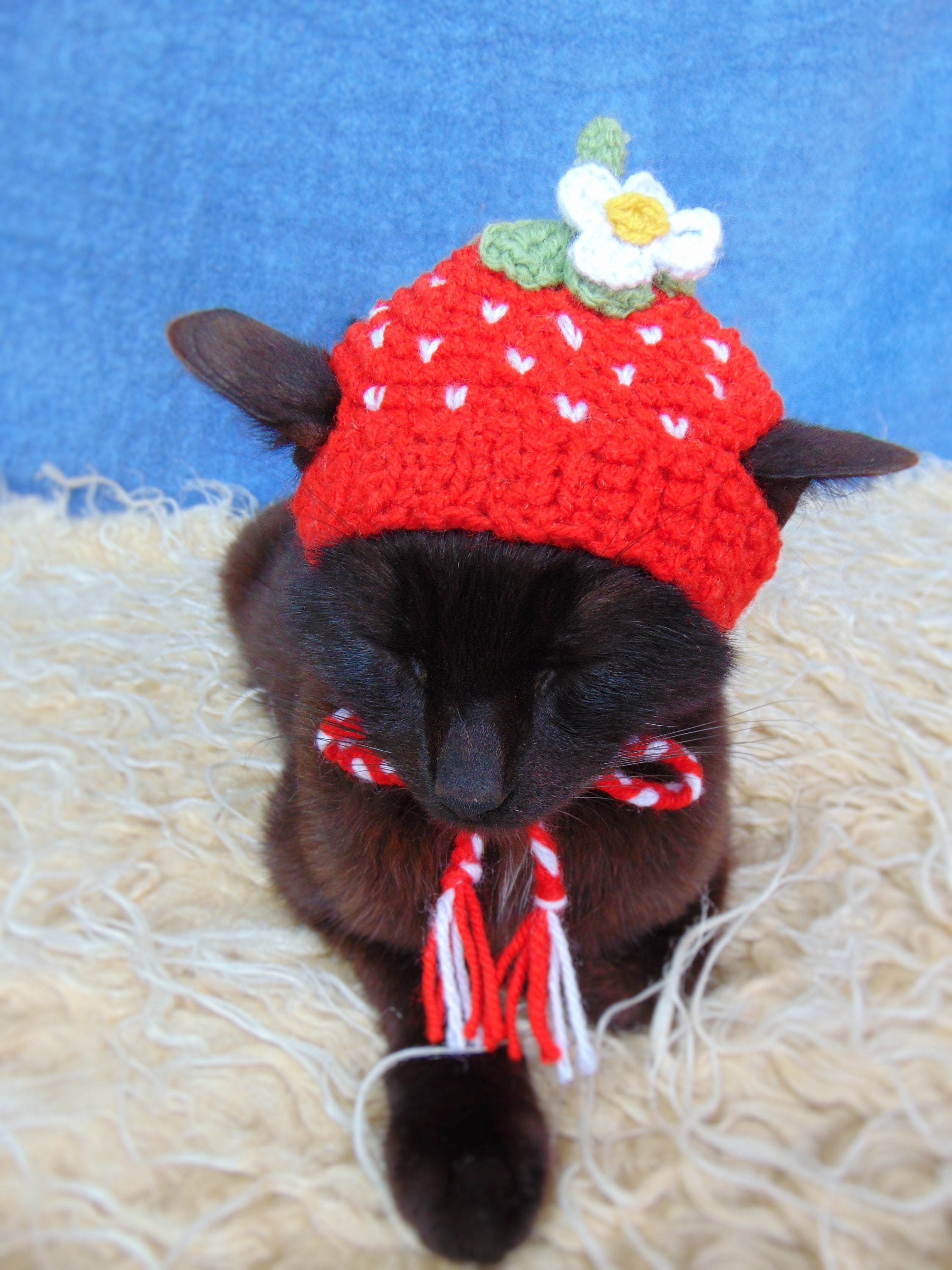 Strawberry Hat for Cat Hat for Kitten Fruit Cat Outfit Etsy UK