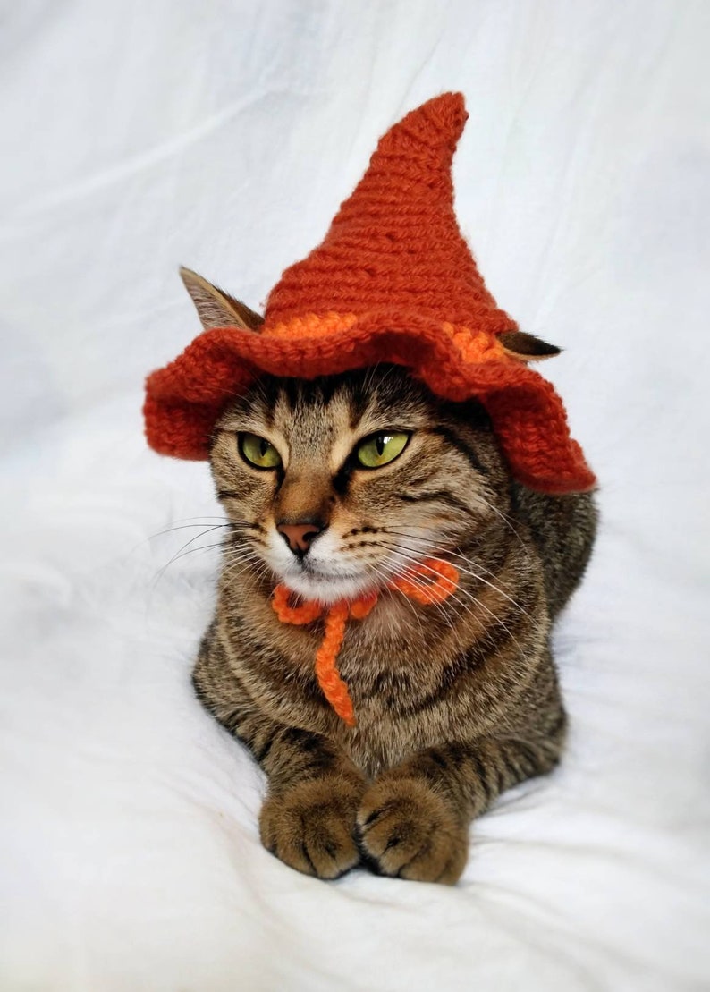 Cat Witch Costume
 Witch Hat for Cat Witch Pet Costume Halloween Witch Kitten