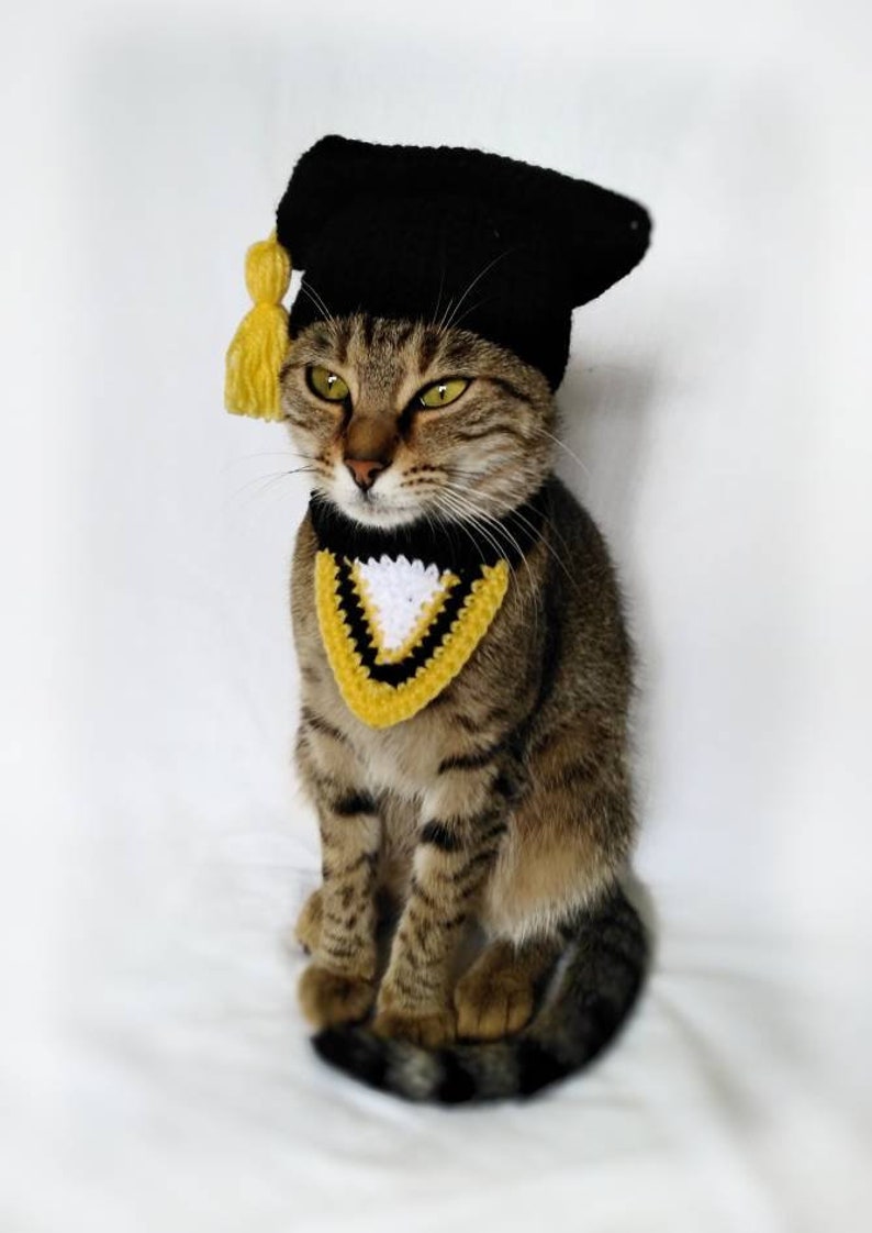 Graduation costume for cat, Graduation cat cap, Gift for cat lover, Cat accessories, Kitty Outfit image 3