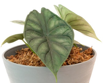 May include: A small green and silver houseplant with large, veined leaves in a light blue pot. The plant is potted in brown moss.