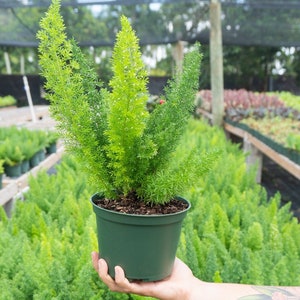 May include: A potted green asparagus fern plant with long, thin leaves. The plant is in a dark green plastic pot.