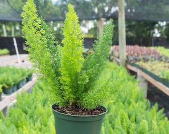 Foxtail Tree Fern, Asparagus densiflorus 6" inch Pot - Indoor & Outdoor Live House plant | Rooted Easy Care Starter Plant | Sun or Shade