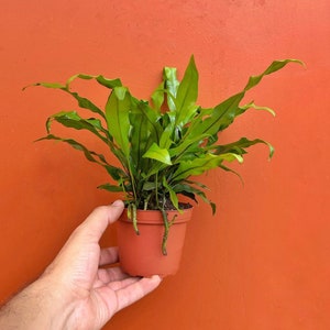 Kangaroo Paw Fern 4" inch Pot | Wart Fern | Indoor & Outdoor Live House plant | Rooted Easy Care Starter Plant