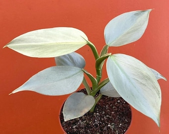 Silver Sword Philodendron | Air Roots w/ Multiple Nodes| Indoor & Outdoor Live Tropical plant | Easy Care HousePlant Rooted in 4" or 6" Pot