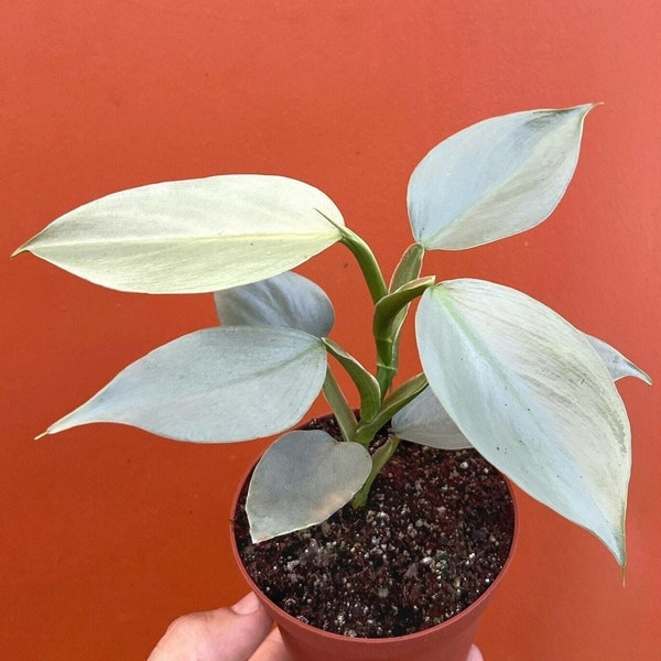 Silver Sword Philodendron | Air Roots w/ Multiple Nodes| Indoor & Outdoor Live Tropical plant | Easy Care HousePlant Rooted in 4" or 6" Pot