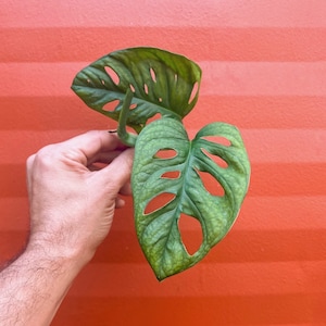 MONSTERA ADANSONII Cutting | Swiss Cheese Plant | Indoor/Outdoor Live Tropical House plant | Easy Care Starter Tree