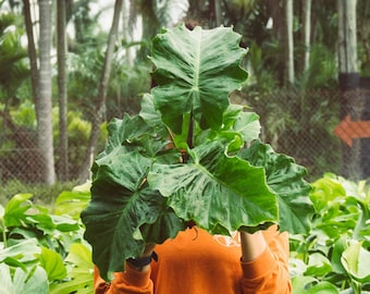 Alocasia Low Rider / Planta viva en maceta de 10 o 15 cm / Oreja de Elefante / Planta rara / Impresionante purificador de aire para interiores