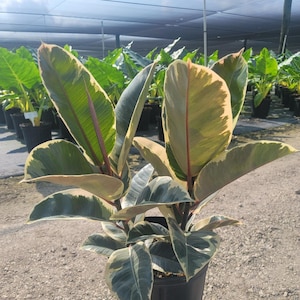 May include: A variegated rubber plant with green and cream leaves in a black pot. The plant is in a greenhouse setting.