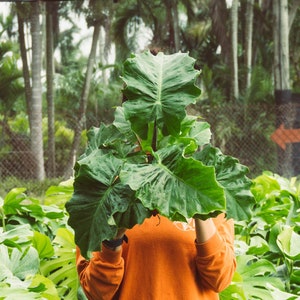 Alocasia Low Rider | Live Plant in 4&quot; or 6&quot; inch Pot | Elephant&#39;s Ear Plant | Rare Plant | Stunning Indoor Air Purifier