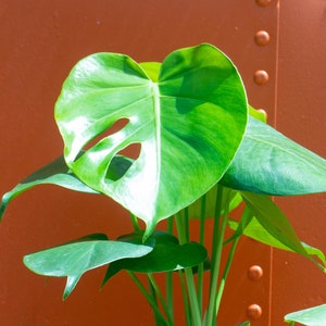 Monstera Deliciosa Tropical Split Leaf Plant 6" inch Pot | Indoor & Outdoor Live Houseplant | Rooted Easy Care Starter Plant