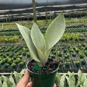 May include: A small potted silver snake plant with light green leaves in a green pot. The plant is being held by a hand in front of a field of other plants.