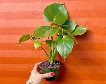 Monstera Deliciosa Tropical Split Leaf Plant 4&quot; inch Pot | Indoor and Outdoor Live Houseplant | Rooted Easy Care Starter Plant