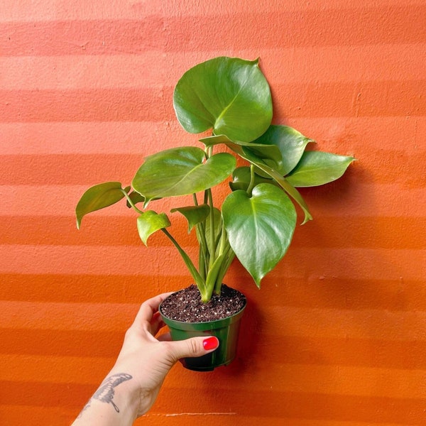 Monstera Deliciosa Tropical Split Leaf Plant 4" inch Pot | Indoor and Outdoor Live Houseplant | Rooted Easy Care Starter Plant