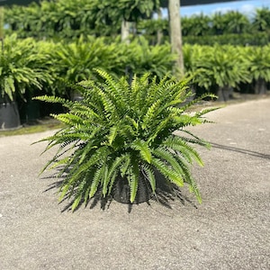 May include: A green fern plant in a black pot, sitting on a gray asphalt surface. The plant is in a nursery setting with a blue shade cloth overhead.