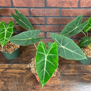 Alocasia Frydek Elephant Ear Micholitziana | Green Velvet Leaf | Indoor & Outdoor Live Tropical House plant | Rooted in 4&quot; or 6&quot; Pot