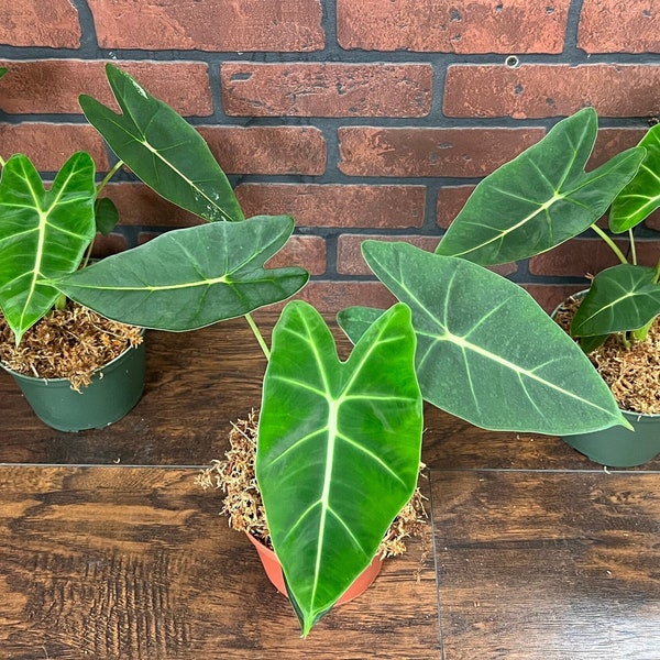 Alocasia Frydek Elephant Ear Micholitziana | Green Velvet Leaf | Indoor & Outdoor Live Tropical House plant | Rooted in 4" or 6" Pot