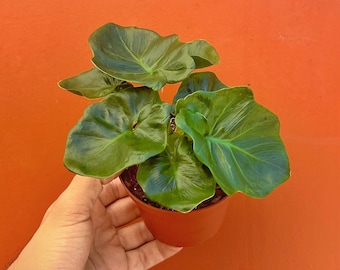 Philodendron Atom in 4 or 6 inch Pot | Indoor & Outdoor Live Tropical House plant | Easy Care Starter Plant