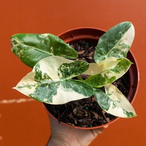 Variegated Alocasia Albo Macrorrhiza in 6&quot; Pot | RARE Elephant Ear Plant | Indoor & Outdoor Live Tropical House plant | Rooted Easy Care