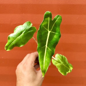 Alocasia Sarian Elephant Ears Plug | Indoor & Outdoor Live Tropical House plant | Rooted Easy Care Starter Plant