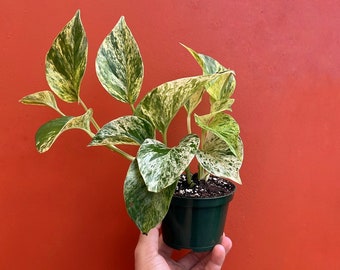 Marble Queen Pothos | Live Devils Ivy Vine | Well Rooted | Easy Indoor Plant | House Plant | Air Purifying Plant | Rooted in 4" or 6" Pot