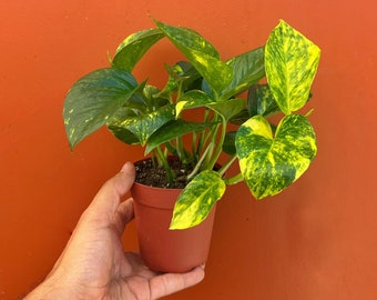 Hawaiian Pothos in 4" or 6” Pot | Live Devils Ivy Vine | Well Rooted | Starter Plant | Easy Indoor Plant | House Plant | Air Purifying Plant