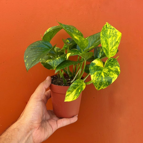 Propagation Glasses 3pk & 6pk Etsy Canada