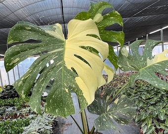 Variegated Monstera | Large Thai Constellation | Mature Fenestration Split  Leaf | Live House Plant | NOT A CUTTING | Rooted in 4" and 6" Pot - Etsy