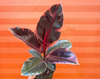 Ruby Rubber Tree Plant Ficus elastica 6" Pot | Indoor and Outdoor Live Tropical House Plant | Rooted Easy Care Plant