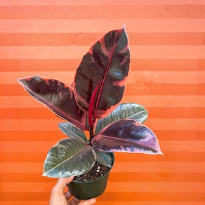 May include: A small potted rubber plant with dark green leaves with pink and red variegation. The plant is in a dark green plastic pot.