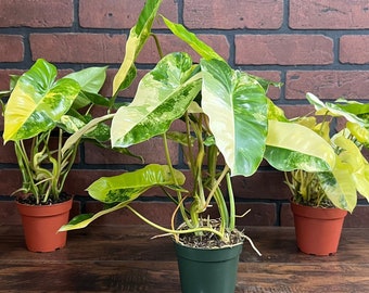 Variegated Burle Marx Philodendron Rooted in 4” or 6” inch Pot | Air Roots w/ Nodes | Indoor & Outdoor Live Tropical House plant | Easy Care