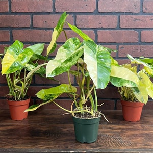 Variegated Burle Marx Philodendron Rooted in 4” or 6” inch Pot | Air Roots w/ Nodes | Indoor & Outdoor Live Tropical House plant | Easy Care