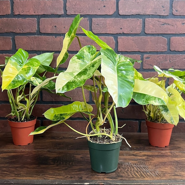 Variegated Burle Marx Philodendron Rooted in 4” or 6” inch Pot | Air Roots w/ Nodes | Indoor & Outdoor Live Tropical House plant | Easy Care